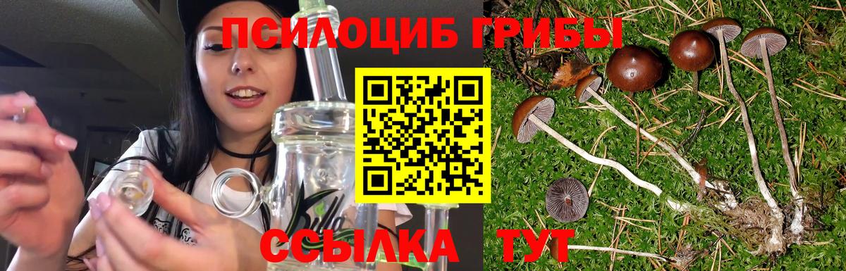 Сунжа  Галлюциногенные грибы Psilocybine cubensis  Вход с VPN 