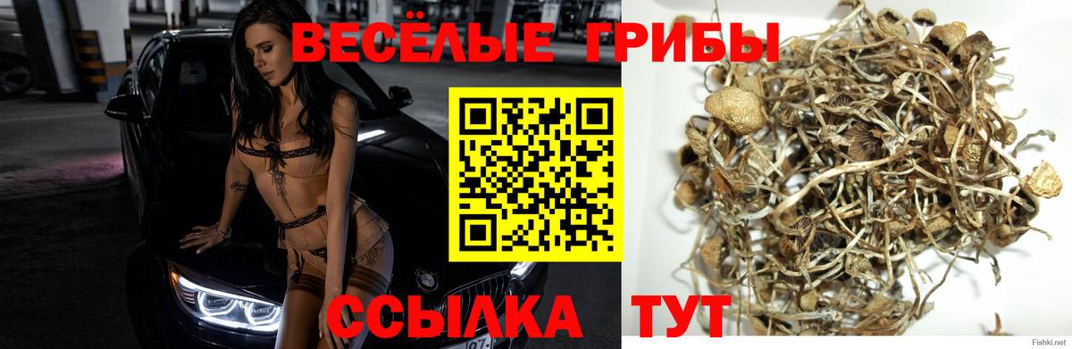 Галлюциногенные грибы GOLDEN TEACHER Сунжа